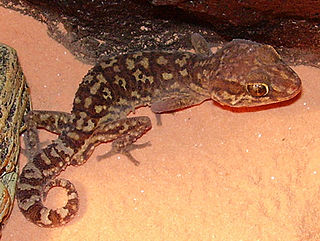 <i>Paroedura</i> Genus of lizards