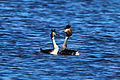 Mating ritual, Otmoor, Oxfordshire