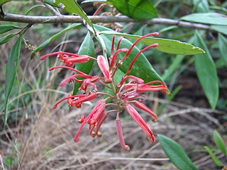 <i>Grevillea callichlaena</i> Species of shrub in the family Proteaceae endemic to eastern Victoria in Australia