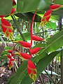 Heliconia rostrata.