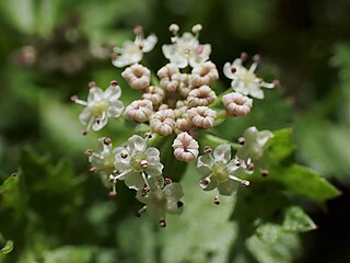 <i>Helosciadium</i> Genus of plants