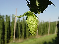 28.9.06 Echter Hopfen