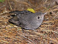 Juvenile begging for food