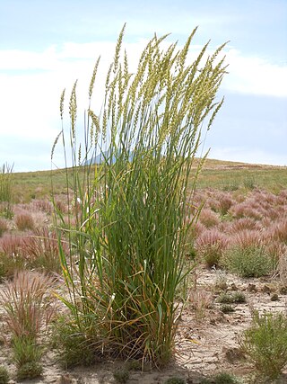 <i>Leymus</i> Genus of grasses