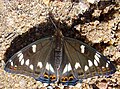 Haapaperhonen Limenitis populi