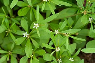 <i>Mollugo verticillata</i> Species of flowering plant