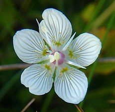 En fyra dagar gammal blomma