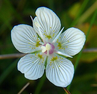 Parnassiaceae Family of flowering plants