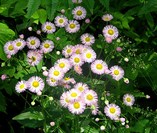 <i>Erigeron philadelphicus</i> Species of flowering plant