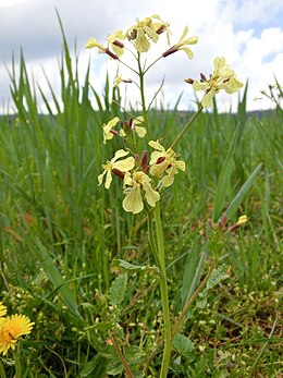 Dirvinis ridikas (Raphanus raphanistrum)