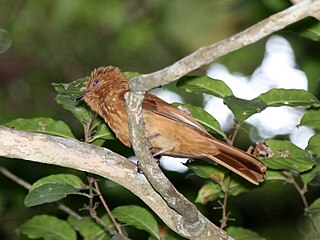 <i>Rhytipterna</i> Genus of birds