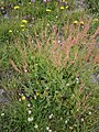 Rumex scutatus