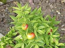 Ruscus aculeatus0.jpg