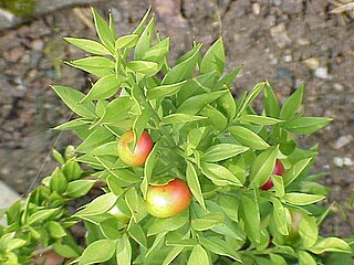 <i>Ruscus</i> Genus of flowering plants