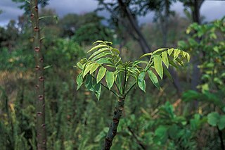 <i>Spondias dulcis</i> Species of tree