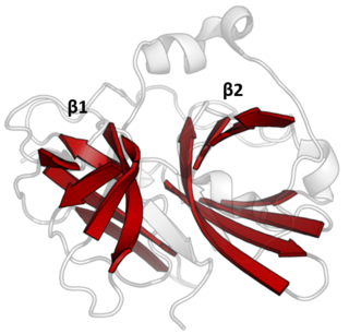 <span class="mw-page-title-main">PA clan of proteases</span>