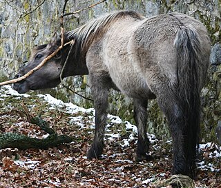 <span class="mw-page-title-main">Domestication of the horse</span>