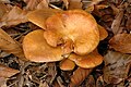 !Tricholoma.sejunctum!