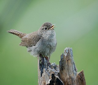 <span class="mw-page-title-main">House wren</span> Species of bird