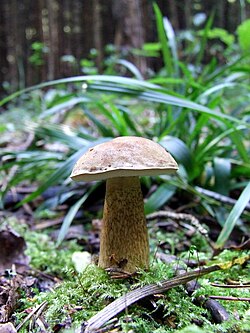 Aitrusis pušynbaravykis (Tylopilus felleus)