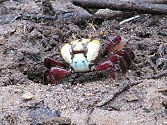 Ucides cordatus (Ucididae)