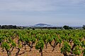 * Nomination Vineyards and Sète in the background. Commune of Pinet, Hérault, France. -- Christian Ferrer 12:19, 9 May 2013 (UTC) * Decline Nice in preview. But only a very small area of the vineyars at the right front is sharp nothing else. Image is slightly CW tilted. --Tuxyso 21:38, 13 May 2013 (UTC)