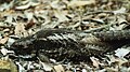 White-throated nightjar kobble.jpg