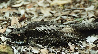 <span class="mw-page-title-main">Eared nightjar</span> Subfamily of birds