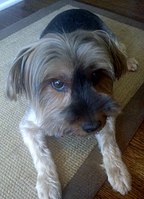 A Yorkshire Terrier with floppy uncropped ears