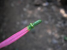 Loranthus flower found in Kerala ittikknnnniyutte puuv-3.JPG