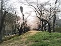 市役所側の桜並木