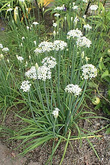 Allium tuberosum kz01.jpg