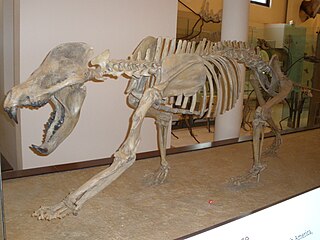 <span class="mw-page-title-main">Amphicyonidae</span> Extinct family of carnivores