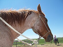 Tête d'un cheval roux et blanc.