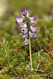 Astragalus alpinus LC0319.jpg