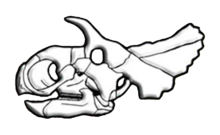 Avaceratops skull diagram.png