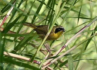 <span class="mw-page-title-main">Belding's yellowthroat</span> Species of bird