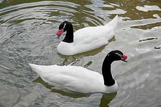 <span class="mw-page-title-main">Black-necked swan</span> Species of bird