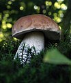 Boletus edulis