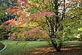 Cercidiphyllum japonicum JPG01d.jpg