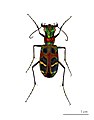 Cicindela chinensis