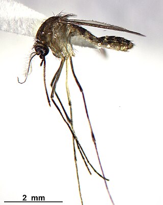 <i>Culex nigripalpus</i> Species of mosquito