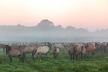 Dülmen, North Rhine-Westphalia, Germany (fa)