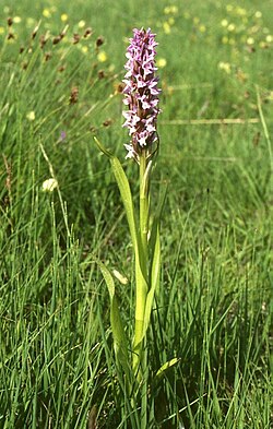 Stāvlapu dzegužpirkstīte (Dactylorhiza incarnata)