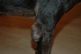 Hygroma (canine disease)