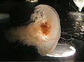 Egg-yolk jellyfish