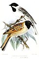 Emberiza schoeniclus passerina and Emberiza yessoensis