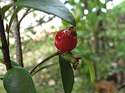 Eugenia reinwardtiana