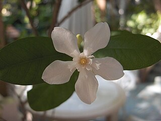 <i>Wrightia</i> Genus of flowering plants