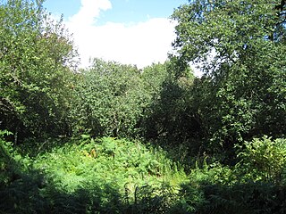 Glebelands Local Nature Reserve